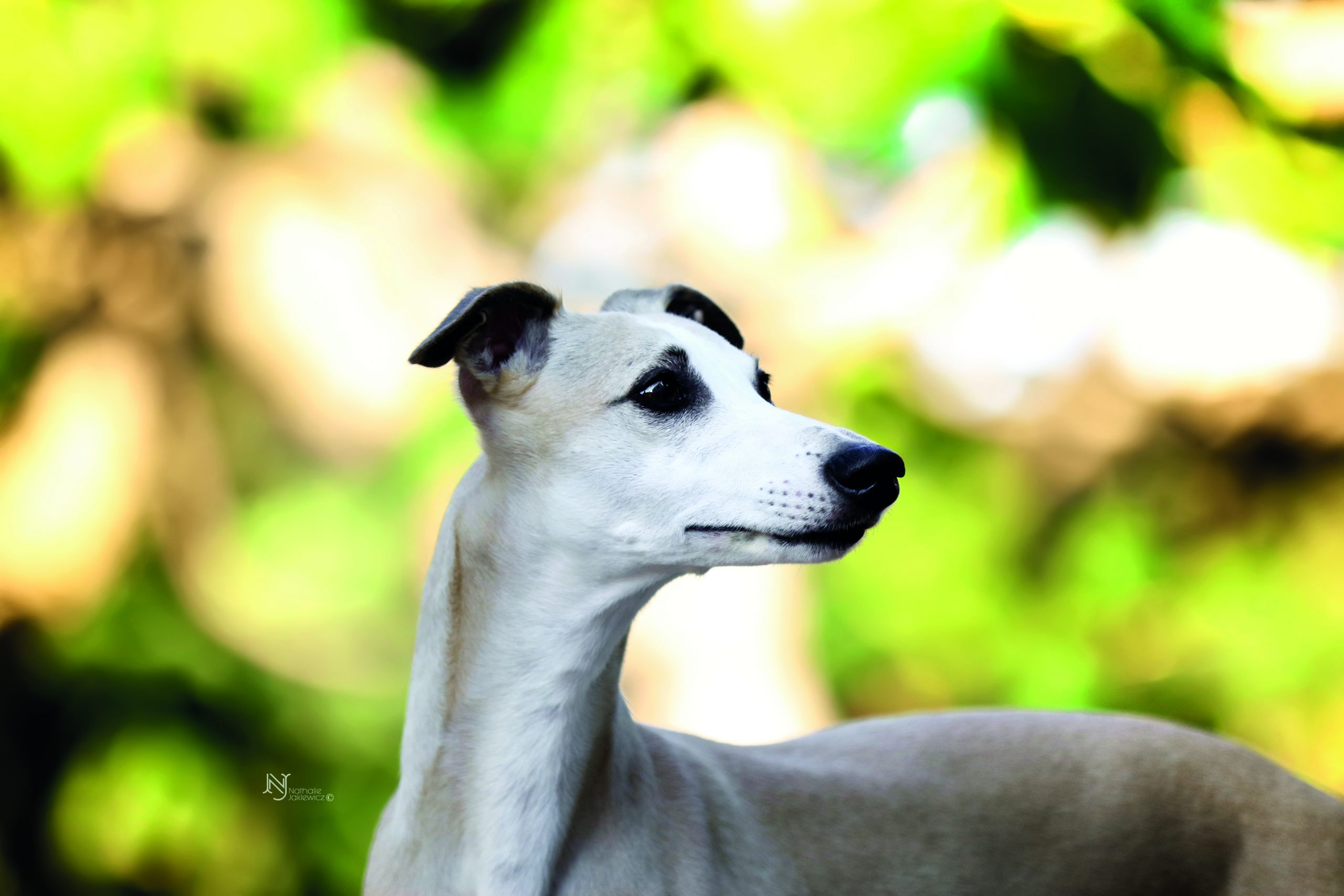 Whippet bianco ritratto di profilo